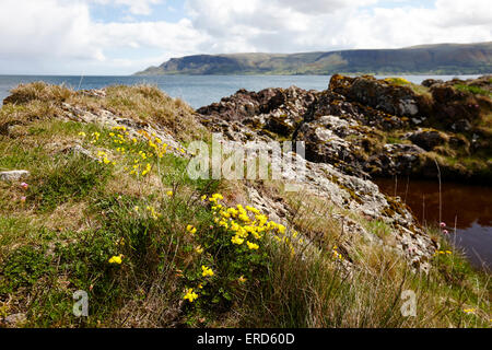 Giallo Common Bird's-piede-trefoil Lotus corniculatus dacite sulle rocce al punto di limerick Cushendall County Antrim Irlanda del Nord Foto Stock