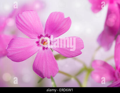 Immagine da sogno di un bel colore rosa Phlox strisciante bloom Foto Stock