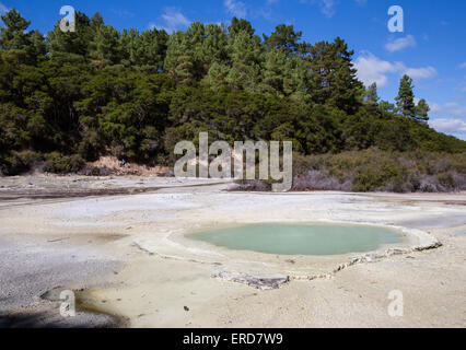 Acqua calda piscina nel lago di soda al Wai O Tapu Thermal Wonderland vicino a Rotorua nel centro di Isola del nord della Nuova Zelanda Foto Stock