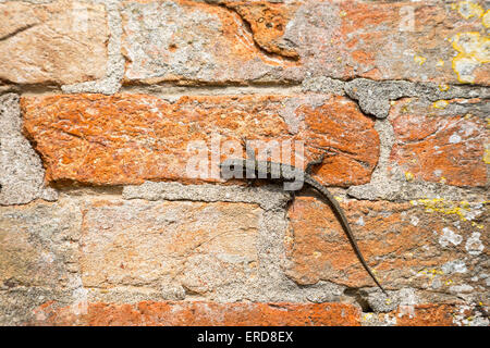 Lizard in un rosso un muro di mattoni. Le lucertole sono un vasto gruppo di rettili squamate, con circa oltre 6000 specie Foto Stock