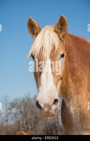 Bel progetto belga testa di cavallo, guardando il viewer con un espressione dolce Foto Stock