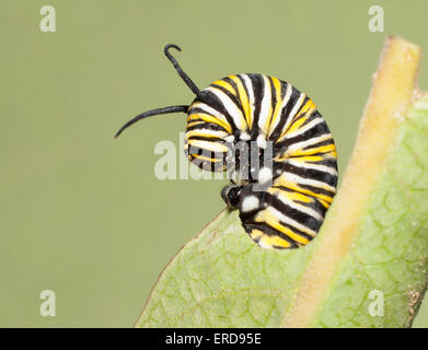 Primo piano di un monarca caterpillar alimentazione su una foglia Milkweed Foto Stock