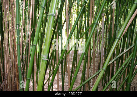 Verde di canne di bambù che cresce in un intrico di grandi dimensioni Foto Stock