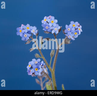 Dolce dimenticare-me-non fiori contro sfondo blu Foto Stock