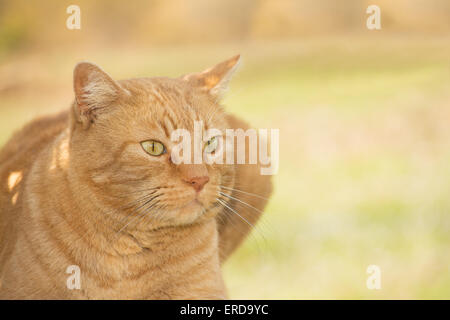 Ritratto di zenzero tabby cat e la spinge contro la molla a sfondo verde Foto Stock