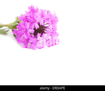 Viola Prairie Verbena su bianco, con spazio di copia Foto Stock