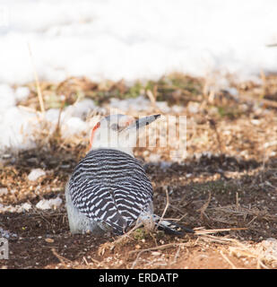 Femmina rosso-Picchio panciuto seme mangiare fuori dal terreno in inverno con la neve sullo sfondo Foto Stock