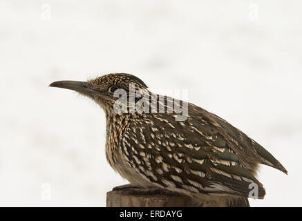 Maggiore Roadrunner seduto sulla parte superiore di un montante, in attesa di preda, contro lo sfondo innevato Foto Stock