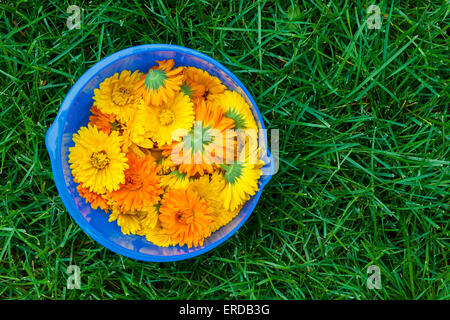 Appena raccolto medicinali fiori di calendula in vaso blu su erba verde Foto Stock