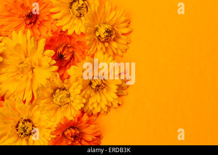 Giallo e arancione di medicinali o di calendula calendula fiori freschi come sfondo floreale Foto Stock