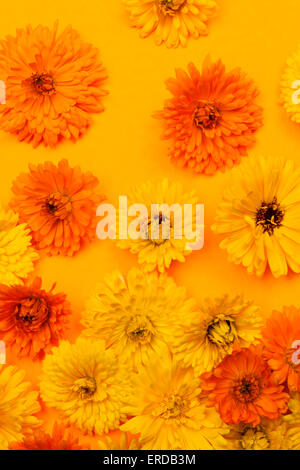 Appena raccolto medicinale o di calendula fiori di tagete disposti su sfondo arancione Foto Stock