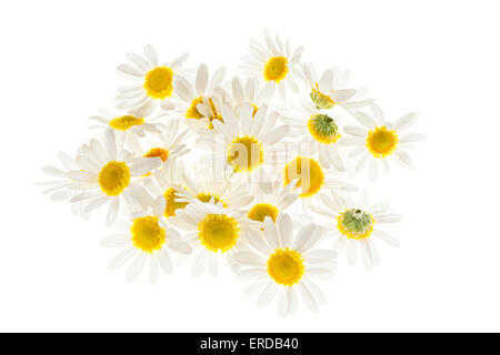 Pila di medicinali freschi di camomilla romana fiori isolati su sfondo bianco Foto Stock