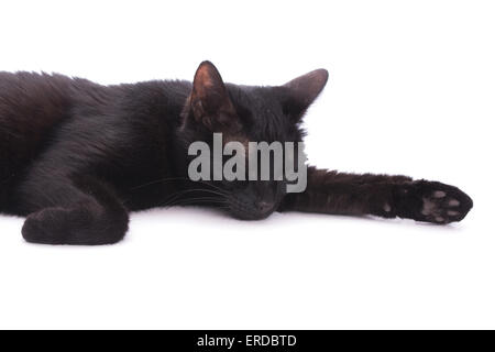 Gatto nero addormentato sul bianco in un studio Foto Stock