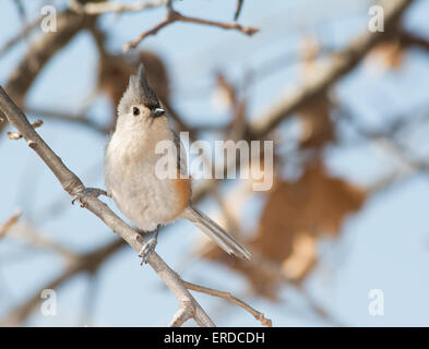 Cincia tufted appollaiato in un albero di quercia in inverno Foto Stock