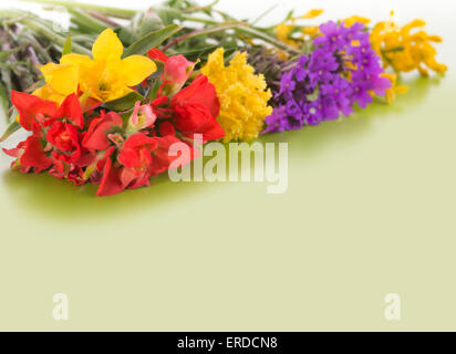 Molla di coloratissimi fiori selvaggi sul gradiente dello sfondo verde con spazio di copia Foto Stock