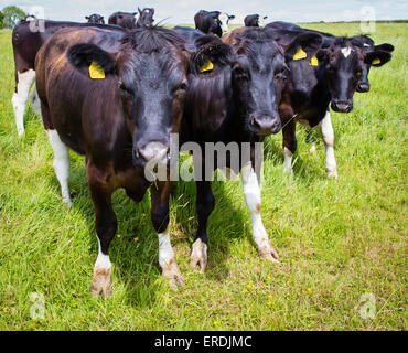 Line-up di cordiale bovini giovani sulla linea del fronte di una piccola mandria su una farm di Somerset Foto Stock
