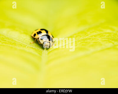 Giallo Macro coccinella sulla foglia Foto Stock