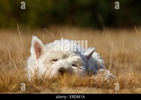 Sleeping West Highland White Terrier Foto Stock