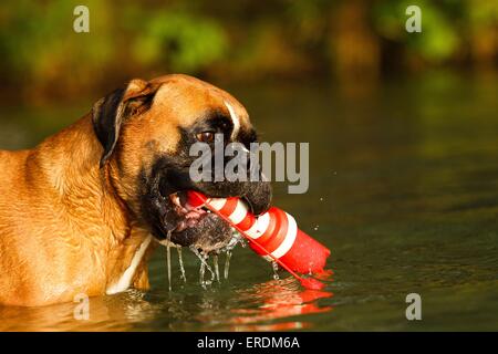 Boxer tedesche ritratto Foto Stock