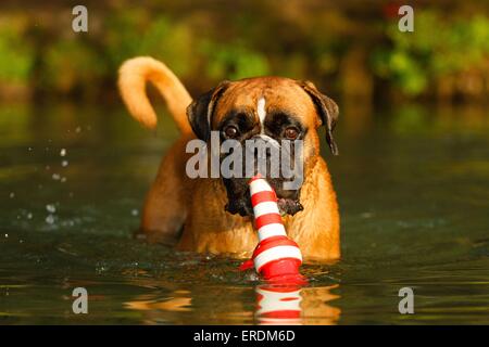 Boxer tedesche ritratto Foto Stock