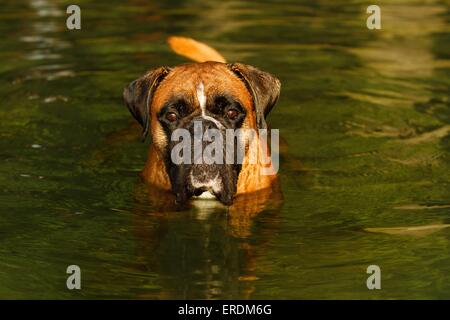 Boxer tedesche ritratto Foto Stock