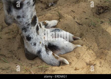 Zampa di Alano Foto Stock