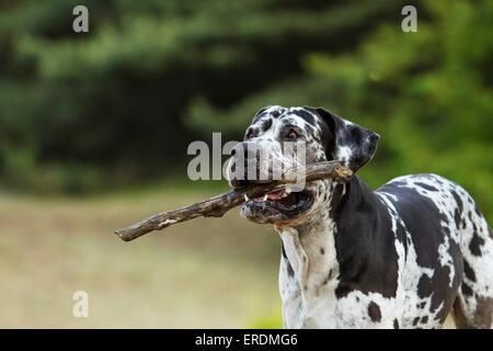 Alano ritratto Foto Stock