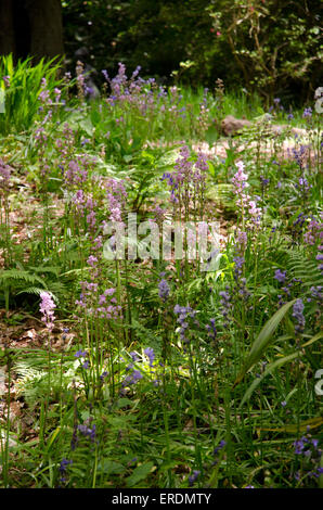 Bluebell piante e fiori in un giardino soleggiato Foto Stock