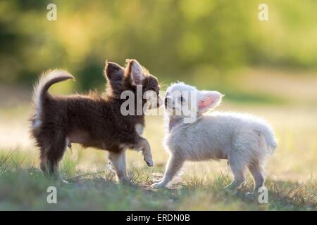 Longhaired cuccioli di chihuahua Foto Stock