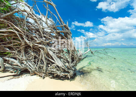 Vecchio albero sul costo sulla splendida isola disabitata Foto Stock