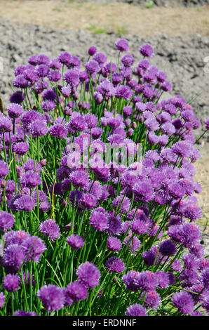 Cuscino-come i grappoli della arrotondati, fiori di colore rosa di parsimonia sono una visione comune sulle rupi costiere, spiagge di ciottoli e le dune di sabbia Foto Stock