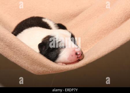 Cucciolo di Elo Foto Stock