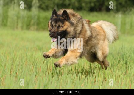 Esecuzione di Eurasier Foto Stock