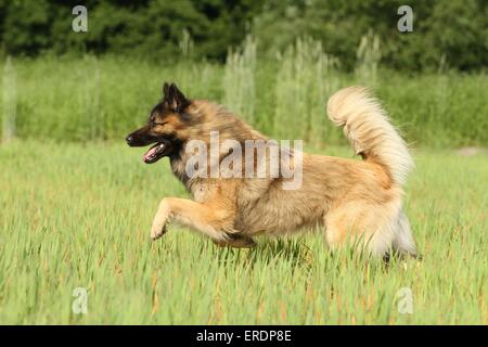 Esecuzione di Eurasier Foto Stock