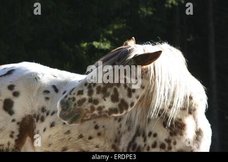 Ritratto di Appaloosa Foto Stock