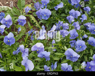 Gruppo di fioritura pansies blu piantata in un giardino Foto Stock