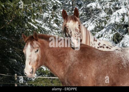 Ritratto di Appaloosa Foto Stock