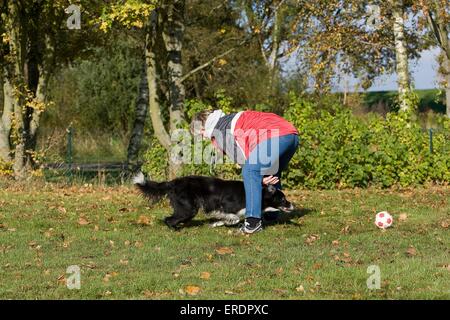 Giocando con il Border Collie Foto Stock