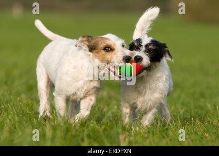 Riproduzione di Parson Russell Terrier Foto Stock