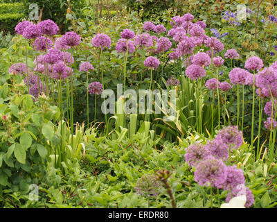 Gruppo di Allium le teste dei fiori piantati in un ambiente da giardino Foto Stock