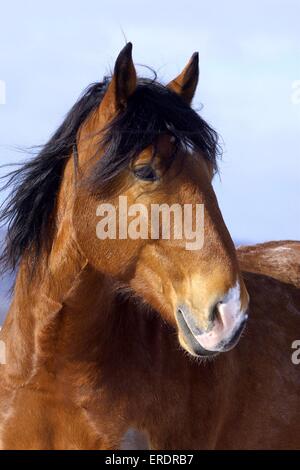 grande cavallo Foto Stock