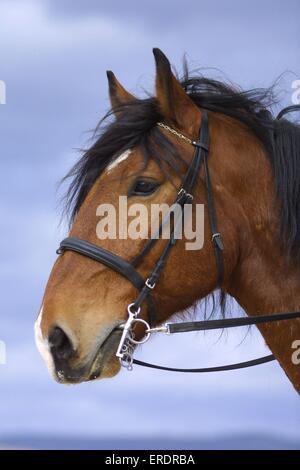 grande cavallo Foto Stock