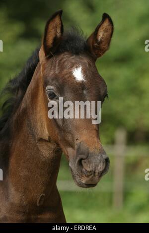 puledro Foto Stock