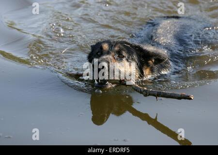 Pastore Tedesco in acqua Foto Stock