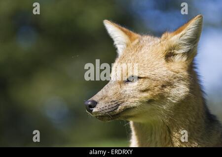 Culpeo Foto Stock