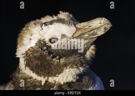 Magellanic penguin ritratto Foto Stock