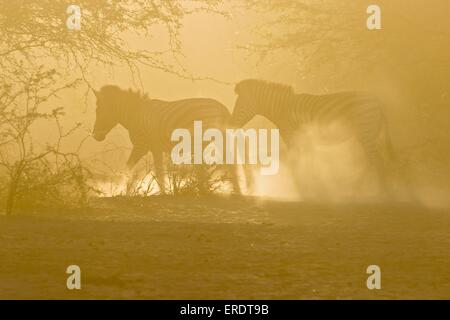 zebre di pianura Foto Stock