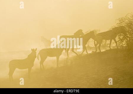 zebre di pianura Foto Stock