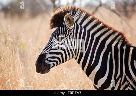 Le pianure zebra ritratto Foto Stock