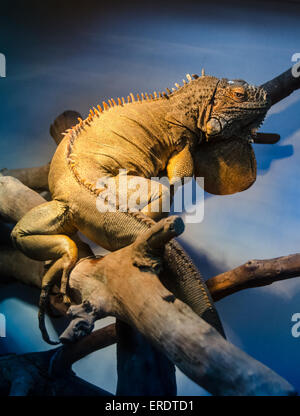 Grande iguana in blu terrarium light Foto Stock